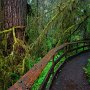 The Quinault area has a number of good hikes. Among the foremost is the Quinault Rainforest Hike just off of So. Shore Drive. Naturally it was raining.